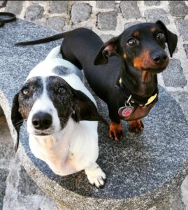Pictured is Lana a black and tan dachshund with her friend Pickles and piebald dachshund sitting on a bench in the outdoor yard