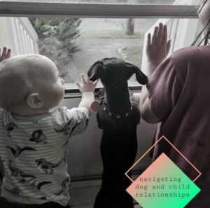 Lana, a mini dachshund, looking out the window with her owners 8 year old daughter and 11 month old son.